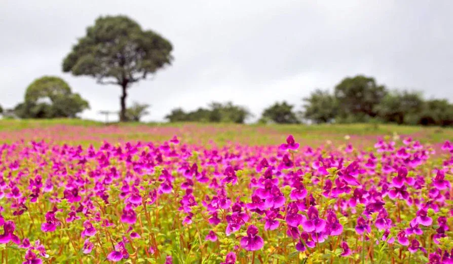 Maharashtra Tour Packages