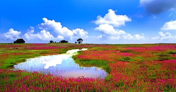 Pune To Kaas Pathar Tour